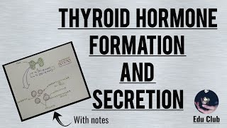 Formation and secretion of Thyroglobulin and Thyroid Hormones [upl. by Kissiah]