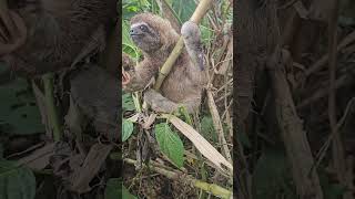 Three toe sloth at monkey island amazon rainforest of peru jungle animals [upl. by Dustie815]