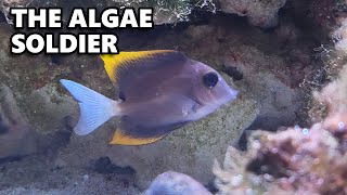 Fighting A Massive Saltwater Algae Bloom  The Shrimp Show Ep 15 [upl. by Enerahs]