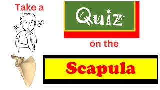 Quiz on the scapula [upl. by Naziaf383]