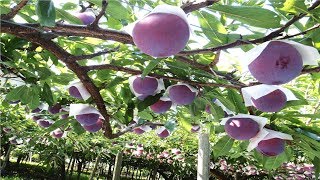 Japan Giant Plum Farm Harvesting  Sumo Plum Japan  Amazing Japan Agriculture Technology [upl. by Reviere170]