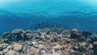 Saving Curacaos coral reefs [upl. by Tychon]