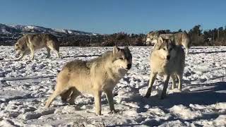 Montana wolves in the snow [upl. by Coplin179]