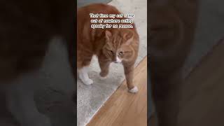 The little bunny hop and how he ran away tho 😹 funnycat catvideo cats funnyshorts catshorts [upl. by Latsyrhk]