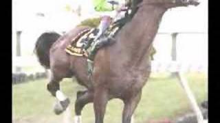 Amazing HorsesTribute to Ruffian Barbaro and Eight Belles [upl. by Aiet75]