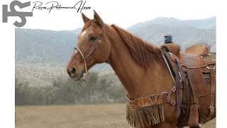 Raines Performance Horses  Capone  Red Dun Gelding  Head Horse [upl. by Ynnij]