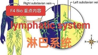 F4 Bio lymphatic system 中文版］ [upl. by Mellicent]