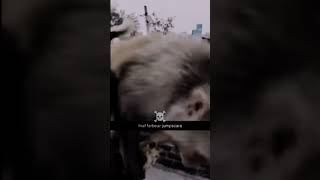 Scariest animals animals scary edit [upl. by Refanej]