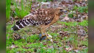 Hawk eating a fish from our pond in Moodyville [upl. by Alane]