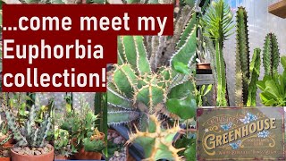 My EUPHORBIA succulent plants collection  a quick flyby introduction euphorbia succulents [upl. by Drugge]