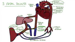 Understanding Fetal Circulation [upl. by Nyleve322]