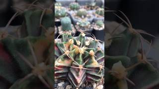 Gymnocalycium Mihanovichii Variegated unnamed with unusual spines and unique colors [upl. by Laoj326]