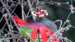 Paletailed Barbthroat Threnetes leucurus [upl. by Sylado]