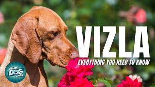 Vizsla Dog Breed Information  Are the Vizsla Affectionate as they are Protective  Dogs 101Vizsla [upl. by Ynettirb]