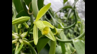 How to Hand Pollinate a Vanilla Bean Orchid by VanillaPura  April 2022 With Our Hawaiian Farmer [upl. by Auos]