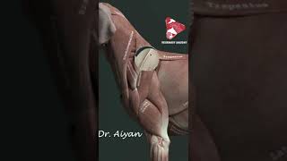 trapezius muscle in the dog short animalanatomy 3danatomy [upl. by Sul]