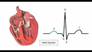 Anatomy amp Physiology Online  Cardiac conduction system and its relationship with ECG [upl. by Alcina830]