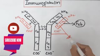 ImmunoglobulinAntibodyBasic Structure  Bangla  Immunology [upl. by Doomham976]