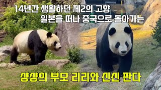 14년 동안 정든 곳을 떠나 중국으로 돌아가는 🐼샹샹의 부모 리리와 신신 판다😭😭 [upl. by Fish]