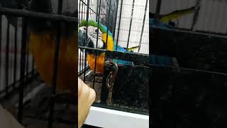 Blue amp Gold Macaw [upl. by Petronilla]