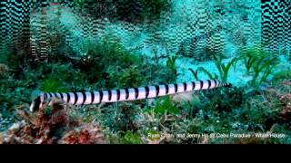 貝爾徹海蛇Belchers Sea Snake Hydrophis Belcheri [upl. by Ihsir]