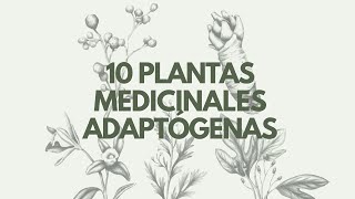 10 Plantas Medicinales Adaptógenas [upl. by Ninette]