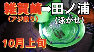 雑賀崎でアジを釣ってから田ノ浦で泳がせ釣り【10月上旬】 [upl. by Ikcin327]