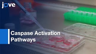 Caspase Activation Pathways Analysis by BiFC Assay  Protocol Preview [upl. by Acissey]