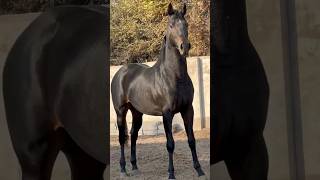 horse stallion 🔥❤️ horse рек рекомендации animals farming лошади [upl. by Cardwell]