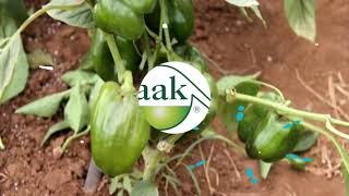 Agrochemicals Association of Kenya AAK County FM Interview Video [upl. by Attenweiler]