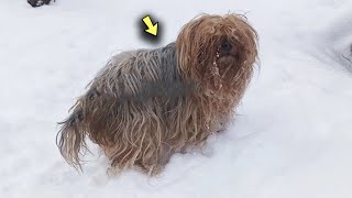 A Shaggy Dog Wandered Confusedly Down the Snow Covered Street its Fur Stuck Together in icicles [upl. by Nywroc]