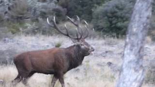 Roaring Red Stag wwwguidedhuntingnewzealandconz [upl. by Aytak]