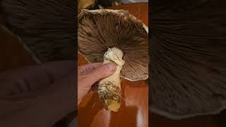 Edible agaricus ID [upl. by Aynam]