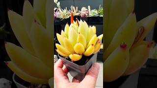 Echeveria Agavoides Golden Maria Hybrid succulentsplanterspot plants succulant garden australia [upl. by Clarkin]