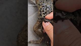 Pipa Pipa Toad Gives Birth From Their Back TRYPOPHOBIA WARNING ⚠️ pipapipa surinamtoad [upl. by Chobot]