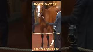 Unbelievable Deal at the Horse Auction You Have to See Thisyellowman [upl. by Ming467]