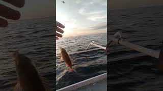 Ikan karang fishing shortvideo mancing [upl. by Nnylannej]