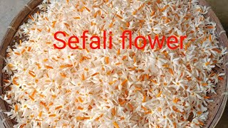 sefali flower recipe chutney recipe subscribe food delicious health benefit [upl. by Fabrianna]