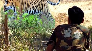 quotTIGERquot  Surprise Encounter With a Tiger T 24 Ustad During Wildlife Field Work in Ranthambore [upl. by Viccora]