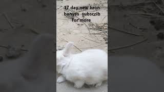 Rabbit angora 17 day baby banies so cute youtubeshort shortsfeed [upl. by Bonneau572]