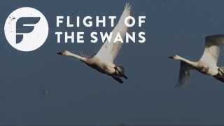 Introducing Flight of the Swans  WWT [upl. by Nnaaihtnyc682]