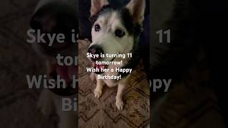 Skye’s Birthday is Tomorrow shorts husky dog dogs birthday subscribe [upl. by Akirret]