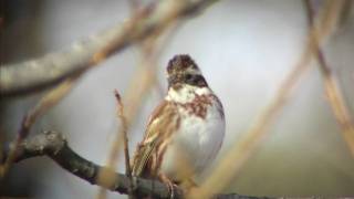 野鳥撮影・ 野鳥動画・カシラダカの囀り Rustic Bunting [upl. by Cran610]