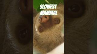 Sloth The Slowest Mammal sloth facts trivia animals wildlife [upl. by Renato817]