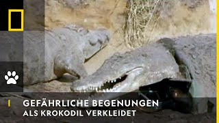 GEFÄHRLICHE BEGEGNUNGEN  Als Krokodil verkleidet  National Geographic [upl. by Oam499]