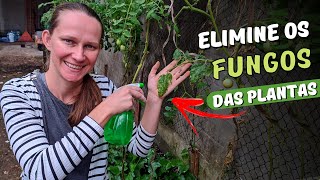 3 Receitas para Combater os Fungos das Plantas 🦠 Horta em Casa 🍅 Como Acabar com os Fungos do Tomate [upl. by Ive]