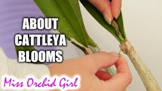 Cattleya Orchid buds sheaths and spikes  small practical guide [upl. by Akinirt9]