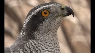 Falconry Introduction to goshawks [upl. by Spear]