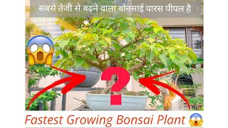 सबसे तेजी से बढ़ने वाला बोनसाई पारस पीपल है  Fastest Growing Bonsai Plant 😱 BONSAIGARDENNURSERY [upl. by Kevyn]