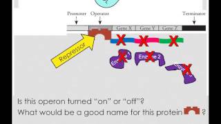 Repressible and Inducible Operons [upl. by Viridis]